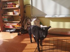 ilustracja do wpisu 
Warsztaty edukacyjno - terapeutyczne 12.04