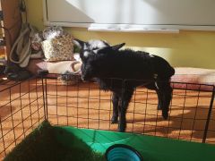 większy obrazek nr 2