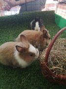 większy obrazek nr 3