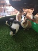 większy obrazek nr 4