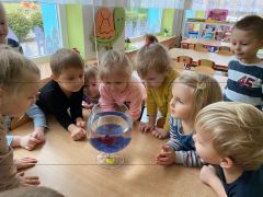 ilustracja do wpisu 
Zwierzęta domowe 15.02.2023r