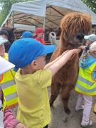 większy obrazek nr 47